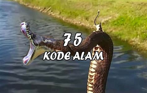 erek erek mancing dapat ular  Adapun nomer ikan gabus mati 2D tentu saja akan berbeda dengan angka tafsir mimpi dapat ikan gabus 2D maupun mimpi melihat ikan gabus 2D dan lain