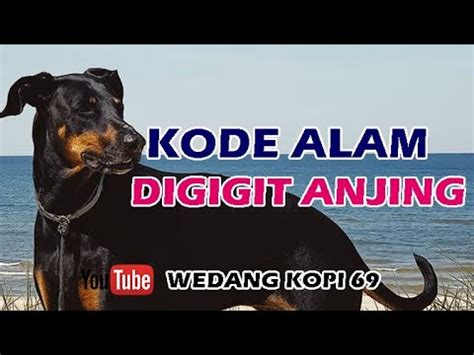 erek erek mimpi digigit anjing Berikut dibawah adalah Angka Mimpi anjing 2D 3D 4D di erek erek Lengkap dengan yang terkait dengannya yang kami ambil berdasar dari Buku Tafsir Mimpi anjing atau Erek Erek anjing