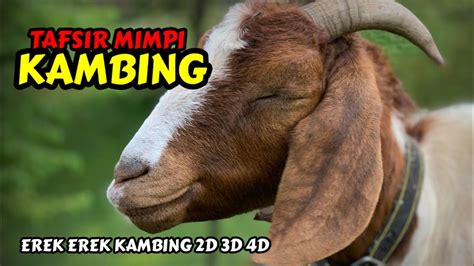 erek2 kambing  88 = 87 – 17 – 34 – 67