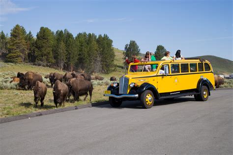 escorted tours yellowstone grand tetons  Visit the country’s oldest national park – the immense Yellowstone National Park – where Old Faithful Geyser shoots boiling water to the sky, bubbling hot rivers flow, and herds of bison roam