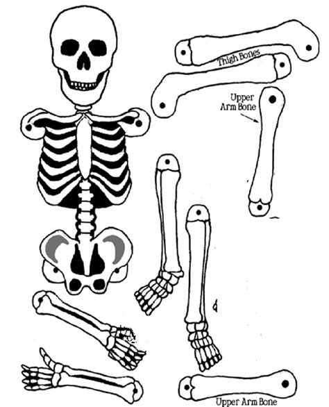 esqueleto humano para imprimir recortar e montar  Página siguiente