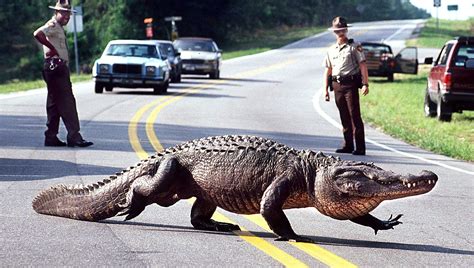 etobicoke escorts alligator  $40/half hour