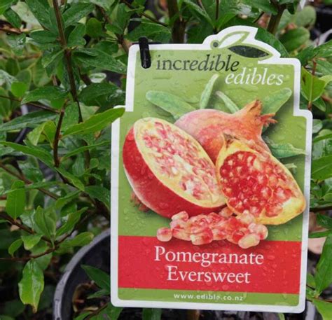 eversweet pomegranate  4 Likes