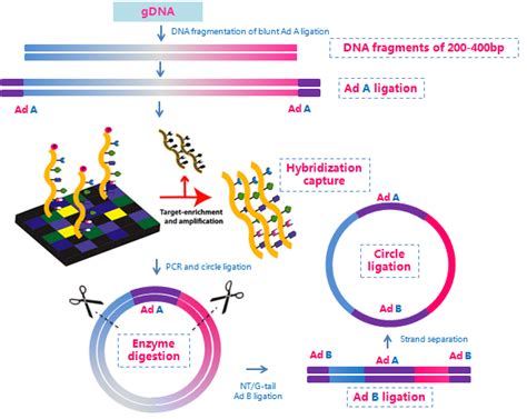 exome capture 1M Human Exome Array to the Illumina DNA sequencing platform (see Methods)