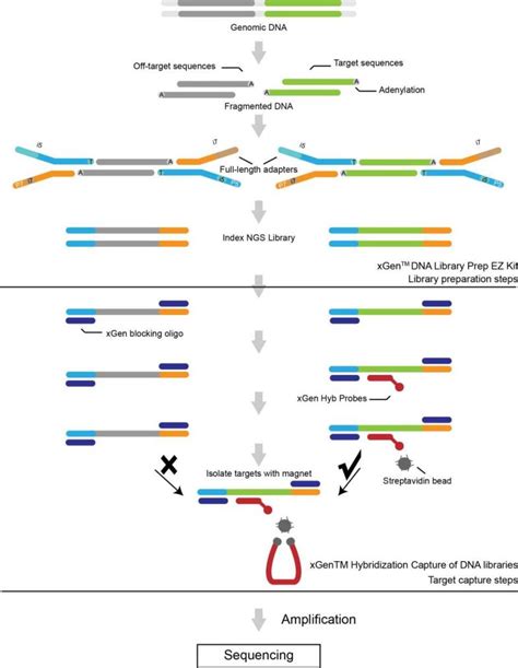 exome capture sequencing This includes untranslated regions of messenger RNA (mRNA), and coding regions