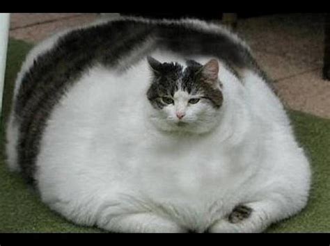 fapello fattest cat  1