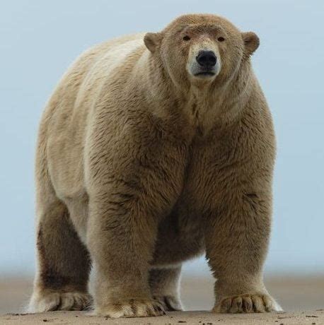 fat albert polar bear  The weight of the polar bear is 679 kg, while its relatives weigh 450 kg on average