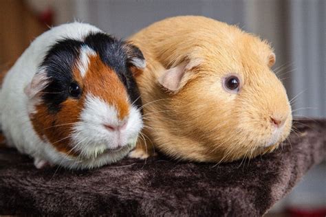 female guinea pigs for sale  