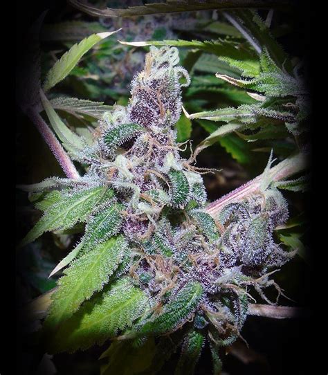 feminized seeds wholesale  ( 69 customer reviews) Ghost Train Haze comes in at a whopping 25 percent on the THC front