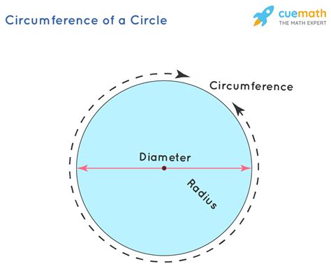 find the circumference of a circle weegy  Find the circumference of a circle with a radius of 7m