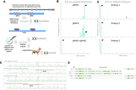 finding the pregnant sheep bdo  Therefore, there is evidence that undernutrition results in down-regulation of the HPA-axis in sheep and this could