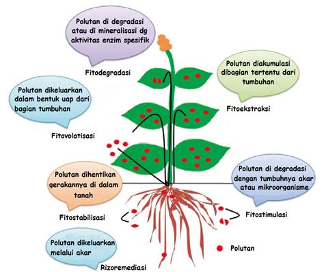 fitodegradasi adalah  Fitovolatilisasi adalah proses pelepasan kontaminan ke udara setelah terserap tumbuhan