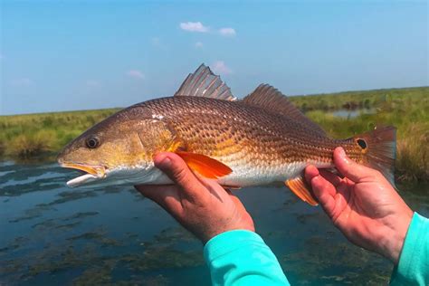 fl redfish size limit  When landing reports, as required by law, show the TAC has been reached for a given species, MDMR will, with adequate