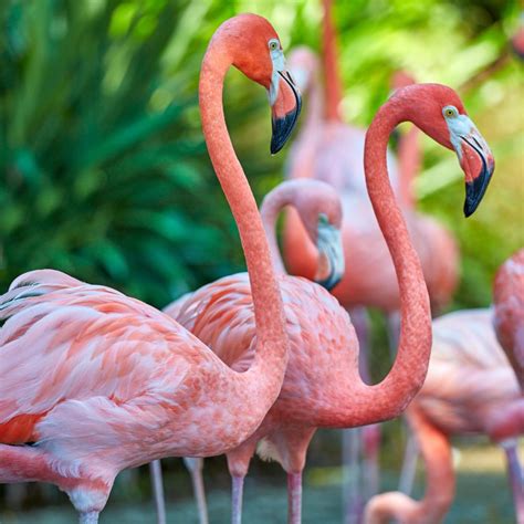 flingo meaning  Flamingo: a large waterbird with a long neck, legs, and pink or reddish plumage