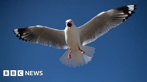 flock of seagulls burlington  Nang Presents New Masters Series Vol