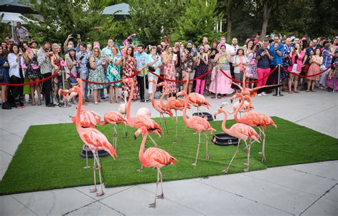 flock party denver zoo 🦩SO FLOCKING FUN 🦩on 9/9/23, spend a WILD night helping wildlife at Denver Zoo’s Flock Party! Flock together for an evening of live music, craft cocktails, artisan eats, animal experiences