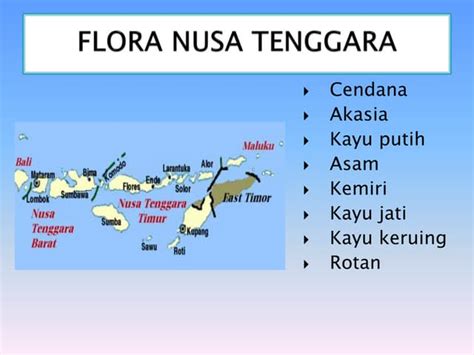 flora nusa tenggara  3