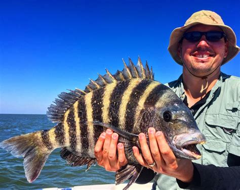 florida sheepshead record Hogfish: No harvest of hogfish is allowed in the waters of the Atlantic Ocean off the coast of Florida from Nov