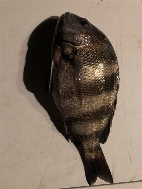 florida sheepshead regulations  Extending all of the FWC’s recreational and commercial regulations for this species into