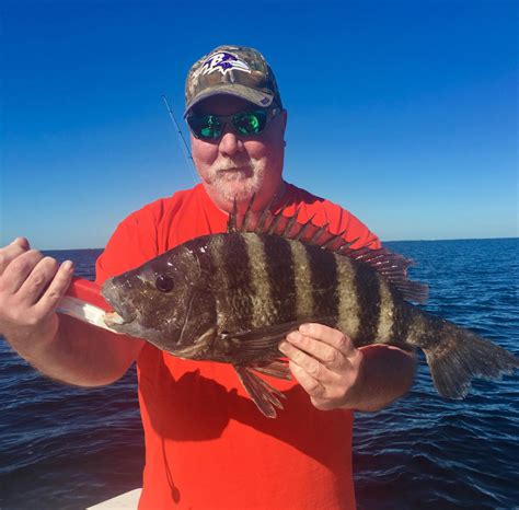 florida sheepshead regulations  For more Florida fishing regulations visit Share this: Click to share on Twitter (Opens in new window) Click to share on Facebook (Opens in new window)The hook-set needs to be swift