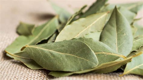 folha de louro no pe para dor O Louro é uma folha aromática normalmente usada na cozinha