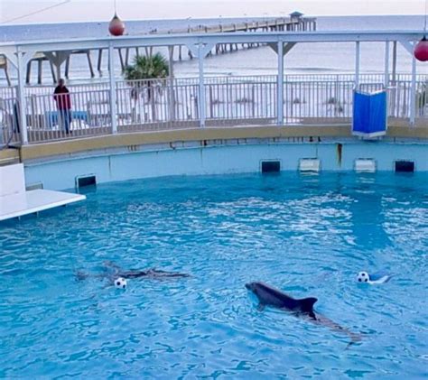fort walton beach dolphin swim  $88