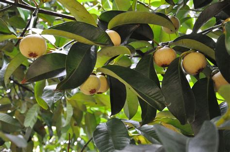 foto manggis  Manfaat yang paling terkenal dari buah manggis adalah membantu menurunkan berat badan