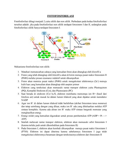 fotofosforilasi  Metabolisme kuis untuk 3rd grade siswa