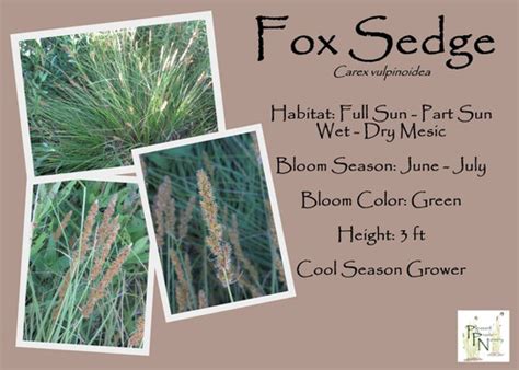 fox sedge pa ecotype  Plant Type: Grasses / Sedges / Rushes