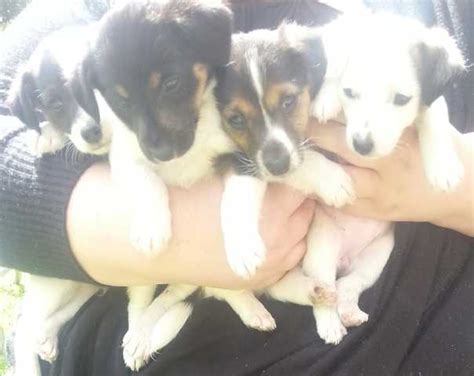 foxy pups for sale nz  English Bulldog
