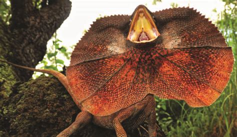 frilled lizard bite  no