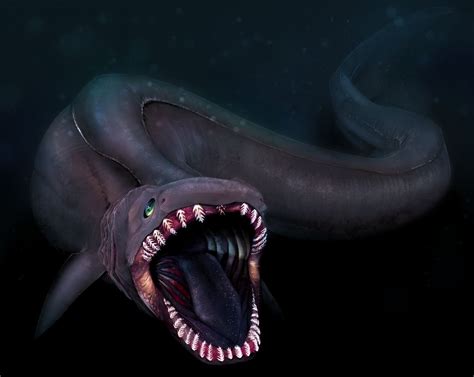 frilled shark gw2 