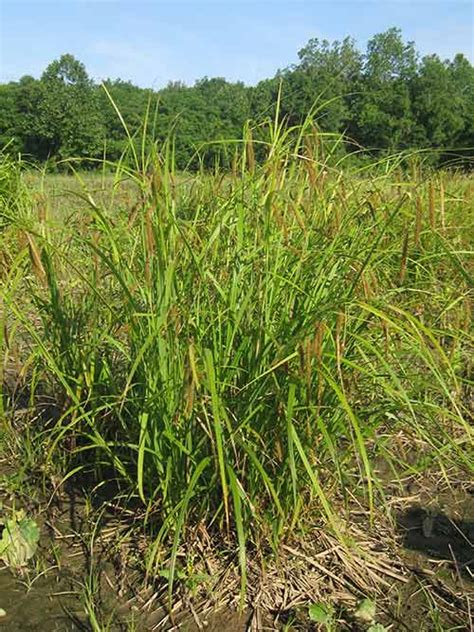 fringed sedge pa ecotype  Ernst Conservation Seeds 8884 Mercer Pike Meadville, PA 16335 (800) 873-3321 <a href=