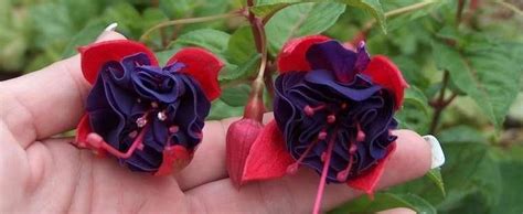 fuchsia double otto  Fuchsia Double Otto