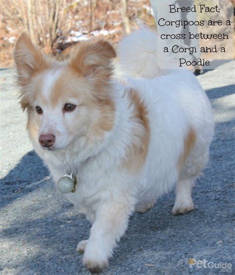 full grown corgipoo adults Queen's Brothel