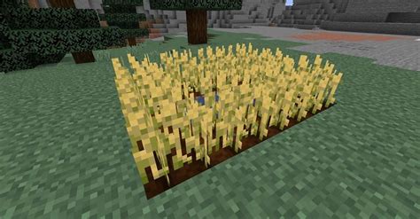fully grown wheat minecraft  Version 1