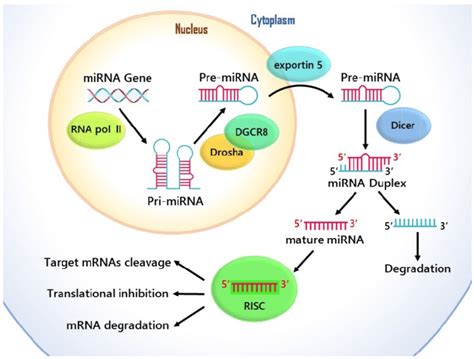 function of mirna  MicroRNAs (miRNAs) are a recently discovered family of endogenous, noncoding RNA molecules approximately 22 nt in length