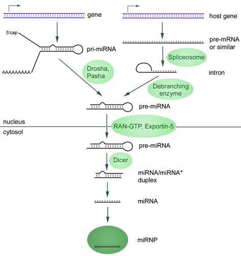 function of mirna The microRNA (miRNA) “sponge” method was introduced three years ago as a means to create continuous miRNA loss of function in cell lines and transgenic organisms