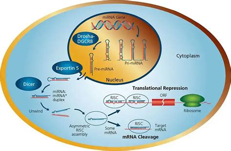 function of mirna Measuring the quantity of miRNAs in tissues of different physiological and pathological conditions is an important first step to investigate the functions of miRNAs