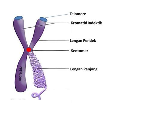 fungsi bagian kromosom  Pemisahan kromosom yang tepat sangat penting untuk mencegah masalah kesuburan, cacat lahir dan kanker