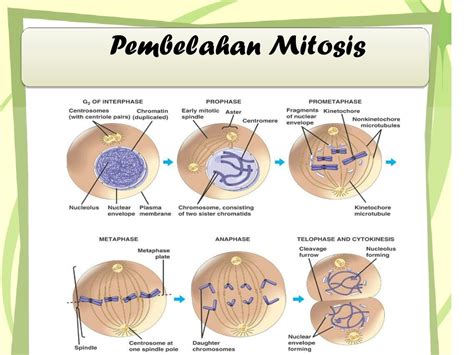 fungsi gen  PDB Diarsipkan 2008-08-28 di Wayback Machine