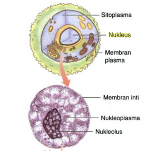 fungsi nukleoplasma  Komposisi inti
