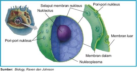 fungsi nukleus atau inti sel  Akrosom mengandung enzim