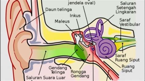 fungsi saluran eustachius adalah  Meskipun setiap bagian telinga dalam saling menyatu, tetapi ketiganya bekerja secara terpisah