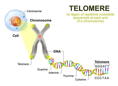 fungsi telomer  Telomer adalah bagian berisi DNA pada kromosom, fungsinya untuk menjaga stabilitas ujung kromosom agar DNA nya