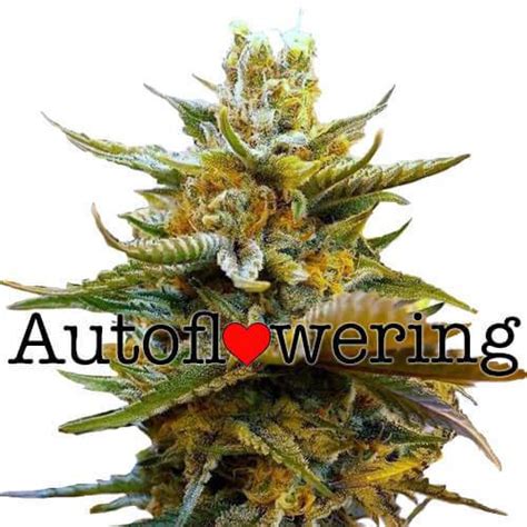 g13 autoflower  sign up to our newsletter for 10% off your order