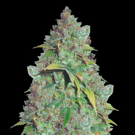 g13 autoflower  Growers Choices G13 Autoflowering is a THC dominant variety and is/was only