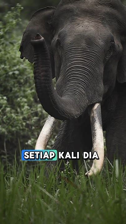 gajah sef  Rp 189