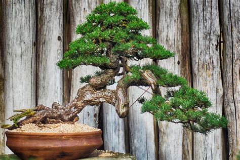 galeri bonsai BonsaiAnting Putri