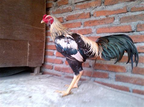 gambar ayam birma silang bangkok com